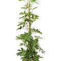 Schefflera arboricola (100-120), Tuff, im 20cm Topf, Hhe 110cm, Breite 40cm
