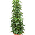 Schefflera arboricola (120-150), Tuff, im 28cm Topf, Hhe 135cm, Breite 60cm