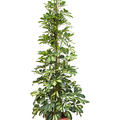 Schefflera arboricola 'Dalton' (130-160), Tuff, im 28cm Topf, Hhe 145cm, Breite 60cm