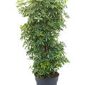 Schefflera arboricola 'Luseana', Verzweigt/sule, im 30cm Topf, Hhe 100cm, Breite 35cm