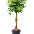 Schefflera arboricola 'Nora', Stamm geflochten, im 27cm Topf, Hhe 125cm, Breite 60cm