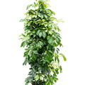 Schefflera arboricola, Tuff, im 24cm Topf, Höhe 120cm, Breite 60cm