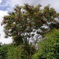 Scheinakazie 'Casque Rouge', Robinia margaretta 'Casque Rouge'