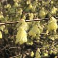 Scheinhasel Corylopsis pauciflora