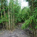 Bambus Fargesia - die ganze Pflanze
