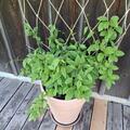 Schisandra 'Take 5', Schisandra chinensis 'Take 5'
