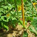 Schlangengurke 'Burpless Tasty Green', Cucumis sativus 'Burpless Tasty Green'