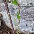 Schlaraffentraube 'Magliasina', Vitis vinifera