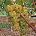 Schlaraffentraube Seyval blanc
