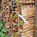 Schlaraffentraube Seyval blanc, Vitis vinifera