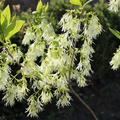 Chionanthus virginicus