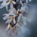 Schneeforsythie, Abeliophyllum distichum