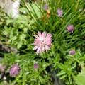 Schnittlauch, Allium schoenoprasum