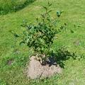 Schwarze Apfelbeere 'Rubina', Aronia melanocarpa 'Rubina'