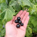 Schwarze Johannisbeere, Ribes nigrum, Cassissima 'Little Black Giant'