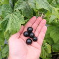 Schwarze Johannisbeere, Ribes nigrum, Cassissima 'Little Black Giant'