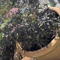 Schwarzer Holunder 'Cherry Lace', Sambucus nigra 'Cherry Lace'