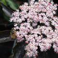 Rasa Blüten mit einer Biene darauf