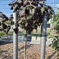 Schwarzer rotblttriger Johannisbeerenhochstamm Black'n'Red Premiere, Ribes nigrum
