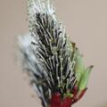 Schwarzktzchenweide, Salix gracilistyla Melanostachys