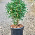 Sciadopitys verticillata (80-90), Pyramide, im 32cm Topf, Hhe 85cm, Breite 50cm