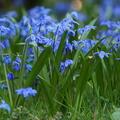 Scilla siberica, Blausternchen