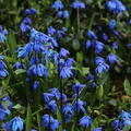 Sibirischer Blaustern, Blausternchen