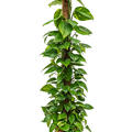 Scindapsus (Epipremnum) 'Aureum', Moosstab 150, im 27cm Topf, Höhe 140cm, Breite 40cm