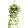 Scindapsus (Epipremnum) 'Global Green', Ranker, im 28cm Topf, Hhe 80cm, Breite 60cm