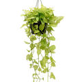 Scindapsus (Epipremnum) 'Golden Pothos', Ranker, im 28cm Topf, Hhe 90cm, Breite 40cm