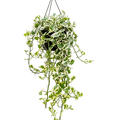 Scindapsus (Epipremnum) 'N'joy', Ampel (40-50), im 22cm Topf, Hhe 60cm, Breite 45cm