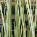 Scirpus lacustris 'Albescens'