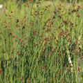 Scirpus lacustris