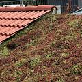 Sedum album 'Coral Carpet' 