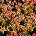 Sedum album 'Murale'