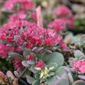 Sedum cyaneum 'Rosenteppich'