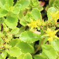 Sedum hybridum 'Immergrnchen'