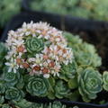 Sedum pachyclados