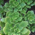 Sedum spurium 'Album Superbum'