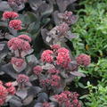 Sedum telephium 'Jos Aubergine' -S-