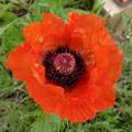 Seidenmohn 'Angels Choir', Papaver rhoeas