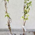Selbstfruchtbare Minikiwi 'Hokey Pokey', Actinidia arguta 'Hokey Pokey'