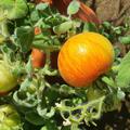 Selbstversorgerset Balkontomaten 'Terrassenparadies', Lycopersicon esculentum
