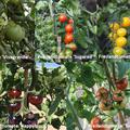 Selbstversorgerset Freilandtomaten 'Sorglose Tomatenlust' OpenSky 'Sugarred', 'Morningsun', 'Happyblack', 'Tombonne' & Freilandtomate 'Vivagrande'