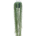 Senecio blue pickle, Ampel, im 25cm Topf, Hhe 160cm, Breite 30cm