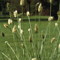 Sesleria nitida