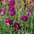 Sidalcea malviflora 'Partygirl', Staude, Pppel