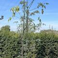 Silber-Eschenahorn - Hochstamm, Acer negundo 'Variegatum'