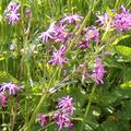 Silene flos-cuculi, Kuckucks-Lichtnelke, Wildblumen, Blhende Pflanze in Wiese