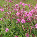 Silene schafta 'Splendens'